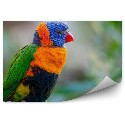 Öntapadós fotótapéta Hegyi lorikeet papagáj egy ágon