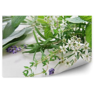 Öntapadós Fotótapéta Falra Gyógynövények összetétele friss zöld virágok levelei