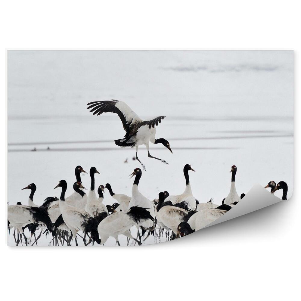 Poszter tapéta Darunyáj a hóban