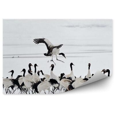 Poszter tapéta Darunyáj a hóban