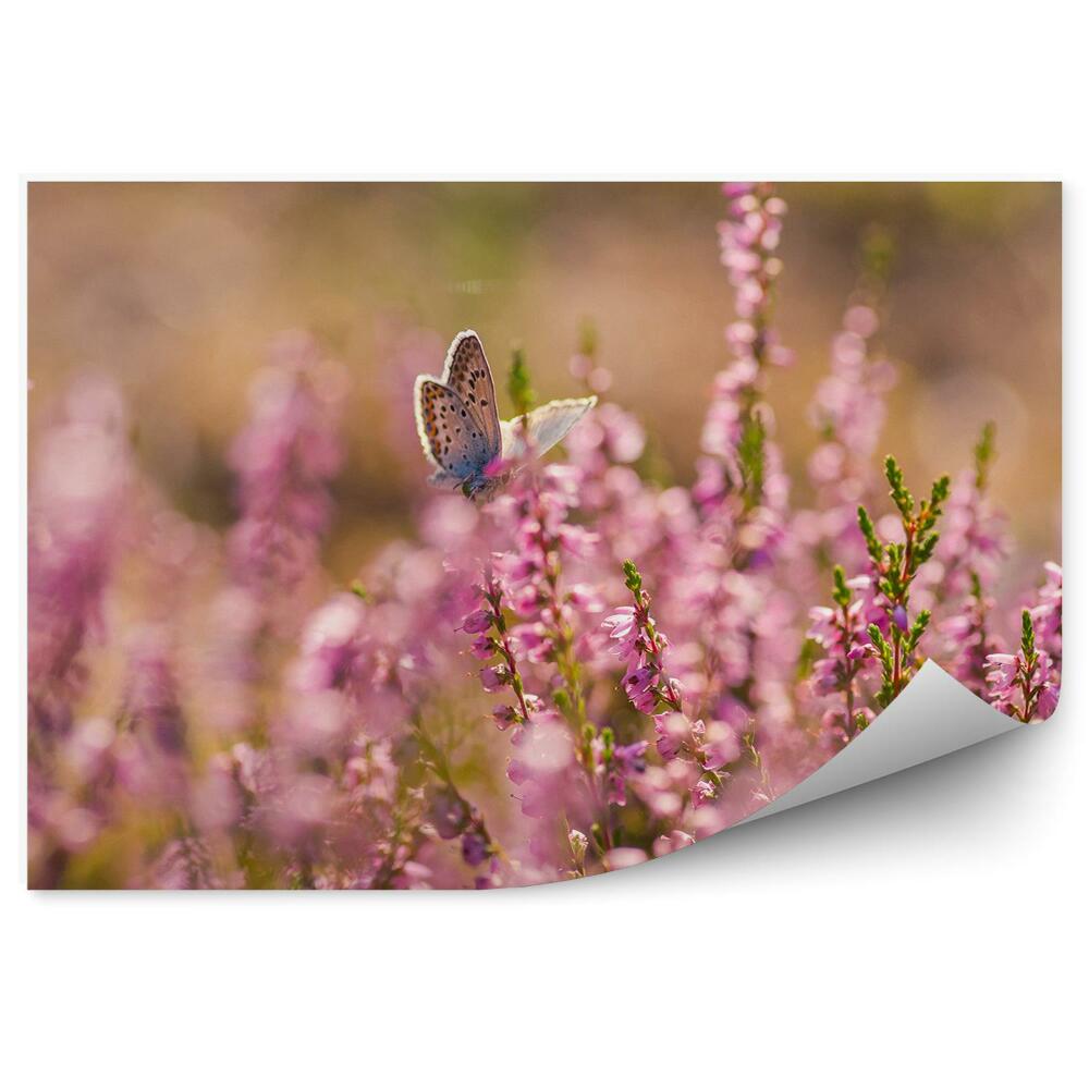 Poszter tapéta Egy pillangó a hanga virágzatán