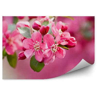 Poszter tapéta Rózsaszín alma virág növény rózsaszín háttér
