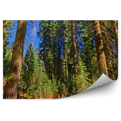 Öntapadós fotótapéta egy fenyőerdő