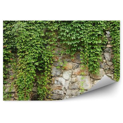 Fotótapéta Borostyán szőlő fala