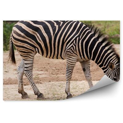 Modern fotótapéta Zebra fej közelről