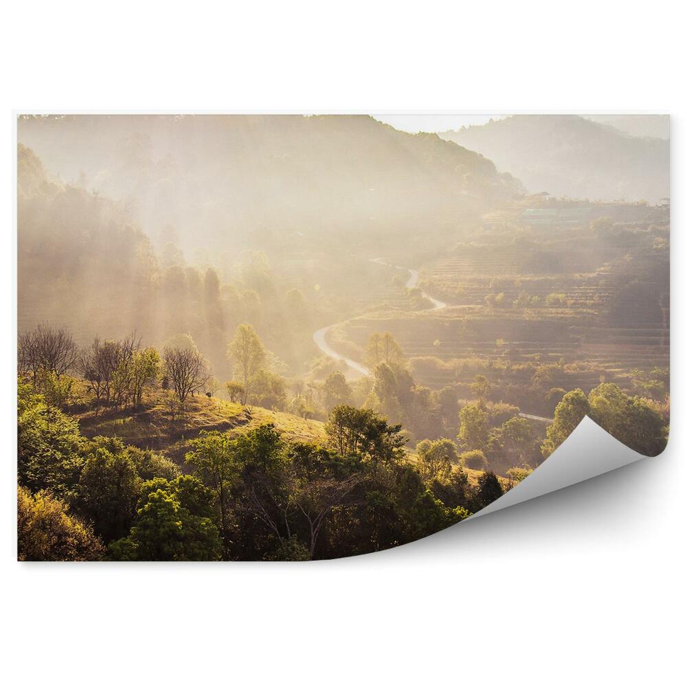 Öntapadós fotótapéta Kilátás az erdőre a fákkal és a nap sugaraival