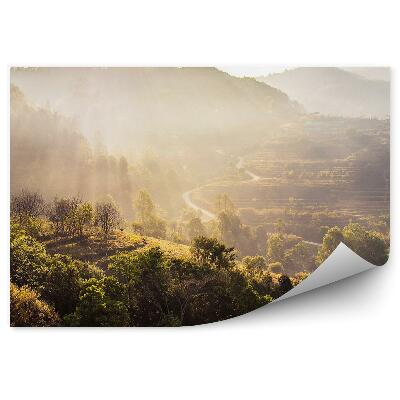 Öntapadós fotótapéta Kilátás az erdőre a fákkal és a nap sugaraival