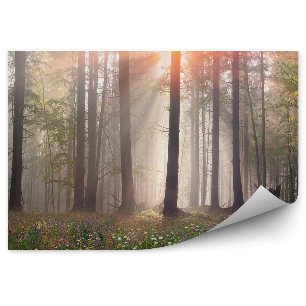 Öntapadós fotótapéta erdei köd fű fák tisztás