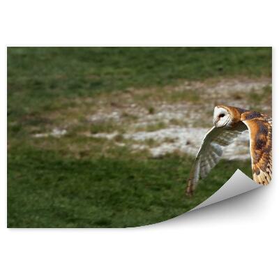Öntapadós fotótapéta falra Fülesbagoly repülés közben