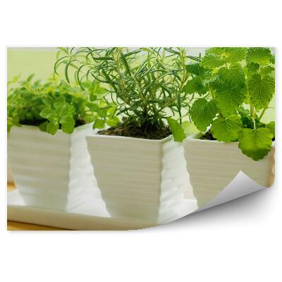 Öntapadós Fotótapéta Falra Kerámia edények friss fűszernövények ablakpárkányon