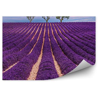 Fotótapéta Levendula mező ég felhők fák