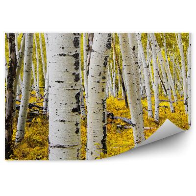 Öntapadós fotótapéta Fehér fák nyírfák nyárfák