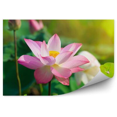 Fotótapéta Lótusz virágok