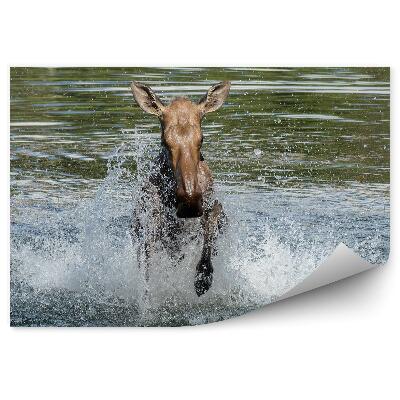 Öntapadó fotótapéta Jávorszarvas és fröccsenő víz
