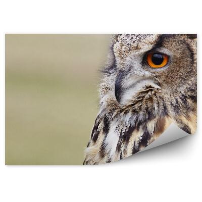 Modern fotótapéta Eagle bagoly közelről