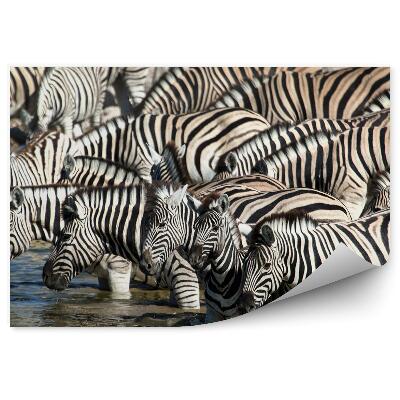Modern fotótapéta Zebrák egy öntözőnyílásnál
