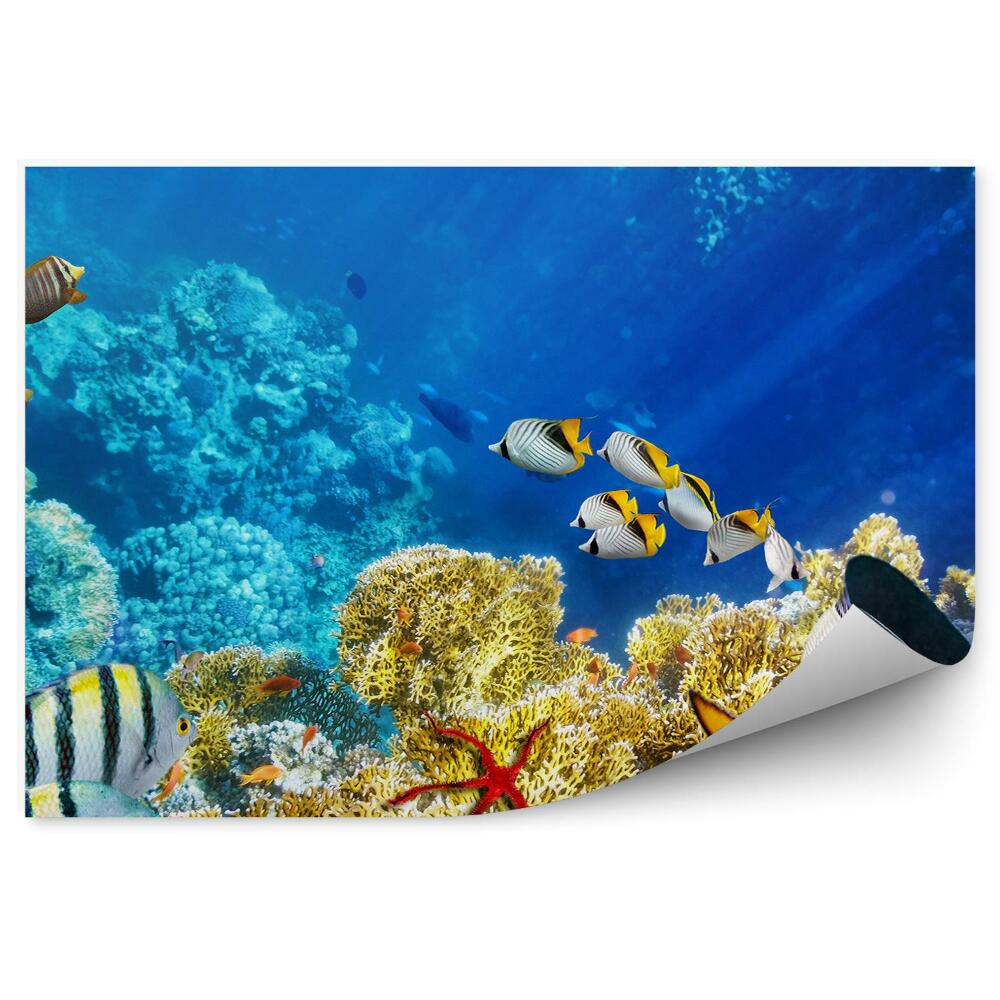 Modern fotótapéta Vízalatti világ
