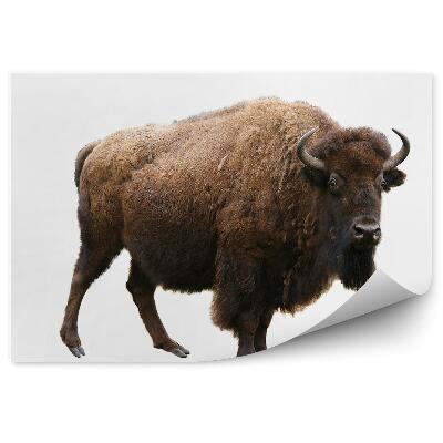 Poszter tapéta Bölény fehér alapon