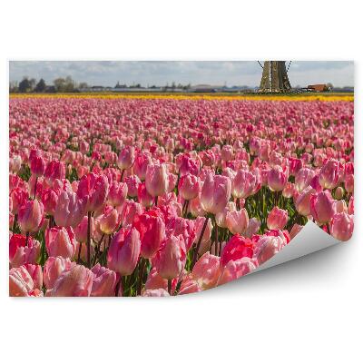 Fotótapéta Rózsaszín tulipánok szélmalmok ég felhők Hollandia