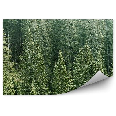 Öntapadós fotótapéta Tűlevelű erdő kilátás