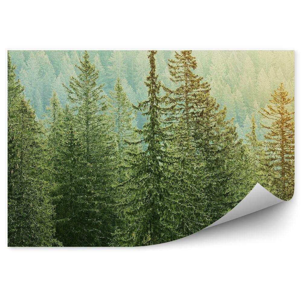 Öntapadó fotótapéta Tűlevelű erdő kilátás