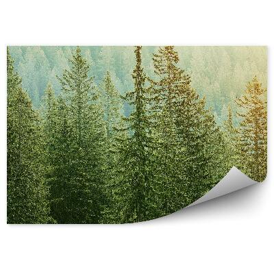 Öntapadó fotótapéta Tűlevelű erdő kilátás