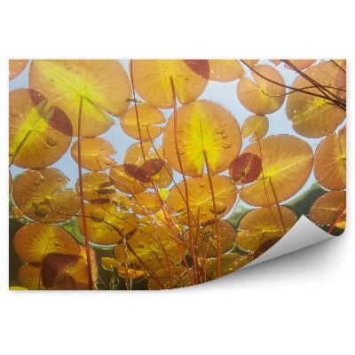 Poszter tapéta Narancssárga víz alatti liliomok