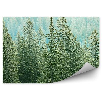 Öntapadós fotótapéta falra Tűlevelű erdő kilátás