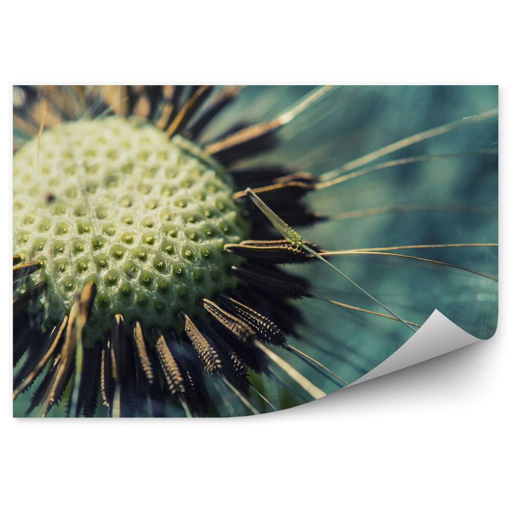 Fotótapéta Gyermekláncfű mag