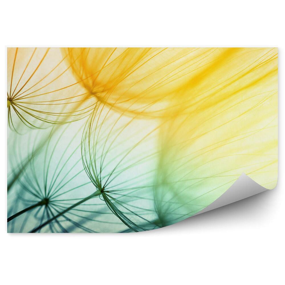 Poszter tapéta Gyermekláncfű virág magvak