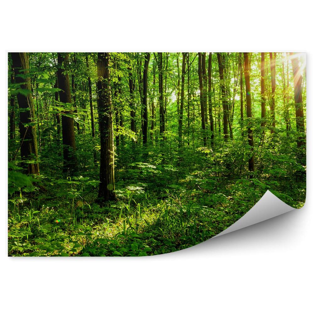 Öntapadós fotótapéta Erdei fák nyári zöld fák ágai