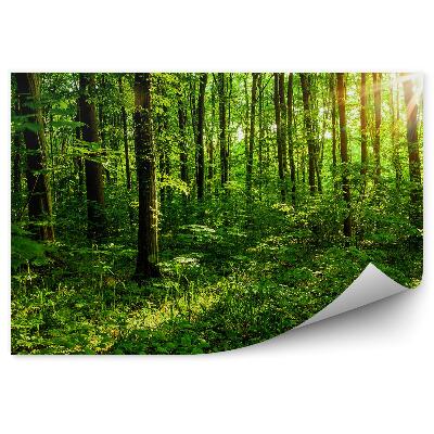 Öntapadós fotótapéta Erdei fák nyári zöld fák ágai