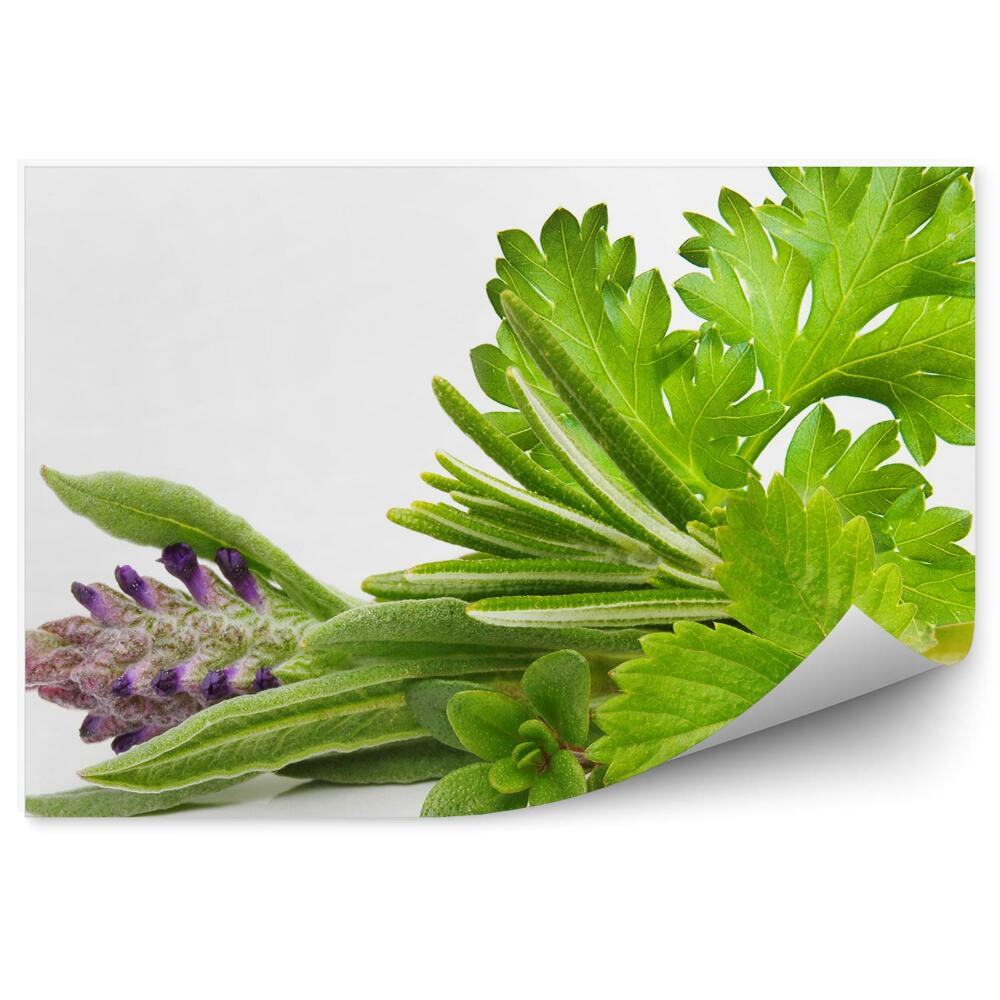 Kép Tapéta Fűszerek gyógynövények levelek zöld