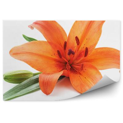 Fotótapéta Narancssárga liliom fehér háttér