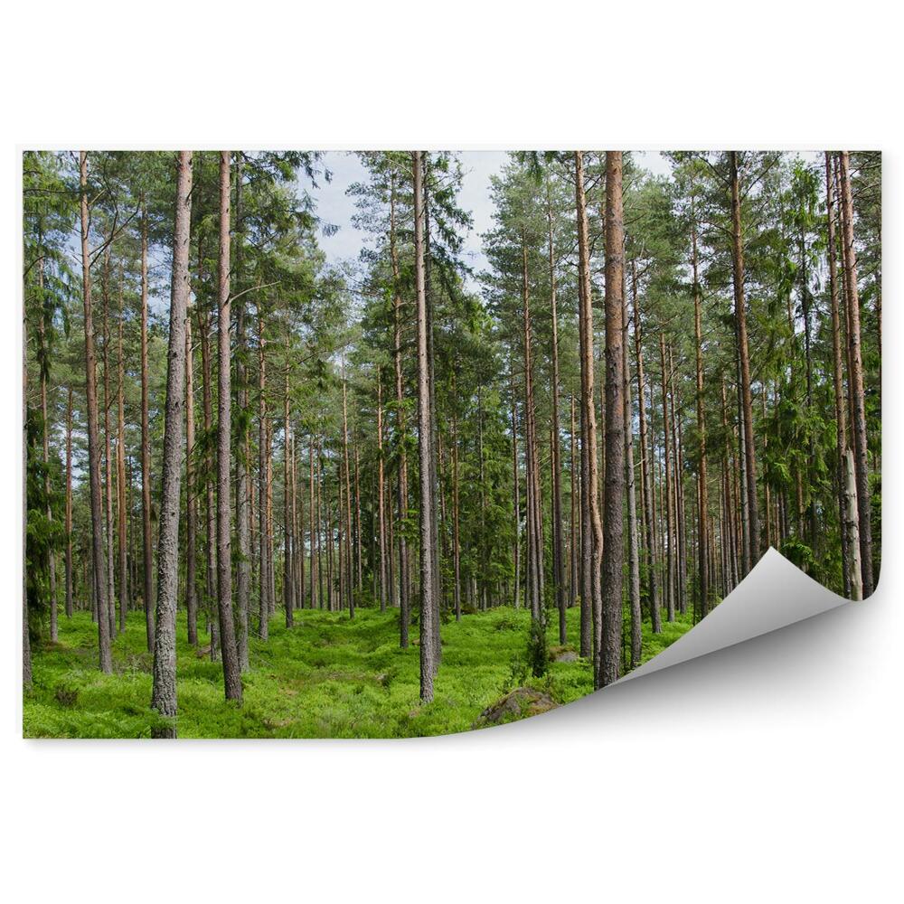 Öntapadó fotótapéta Tűlevelű erdei fű