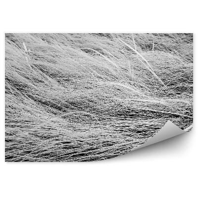 Öntapadó fotótapéta Fekete-fehér fotó egy magas füves mezőről