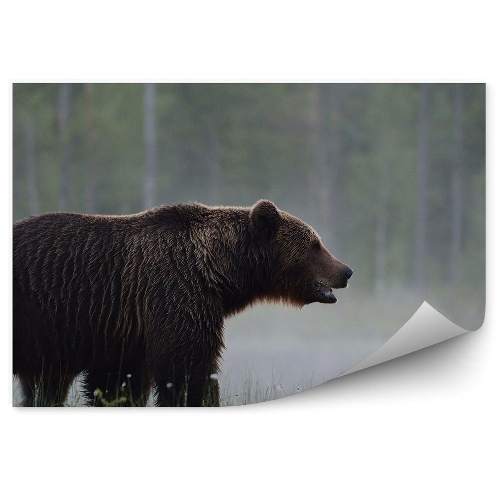 Modern fotótapéta Medve a reggeli ködben