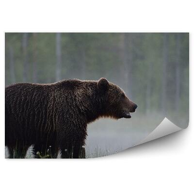 Modern fotótapéta Medve a reggeli ködben