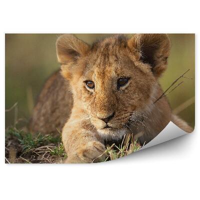 Öntapadós fotótapéta Oroszlánkölyök a füvön
