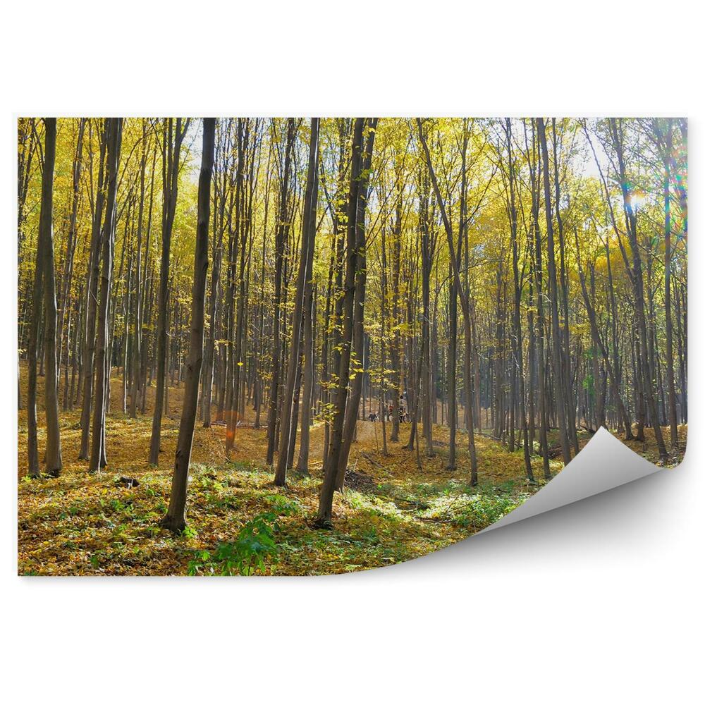Öntapadó fotótapéta Őszi erdő