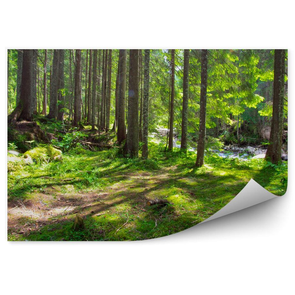 Öntapadós fotótapéta Zöld erdő víz patak fű