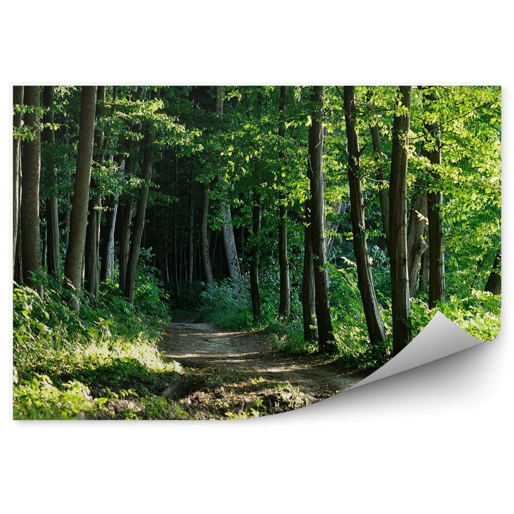 Öntapadós fotótapéta Út az erdőben fák természet