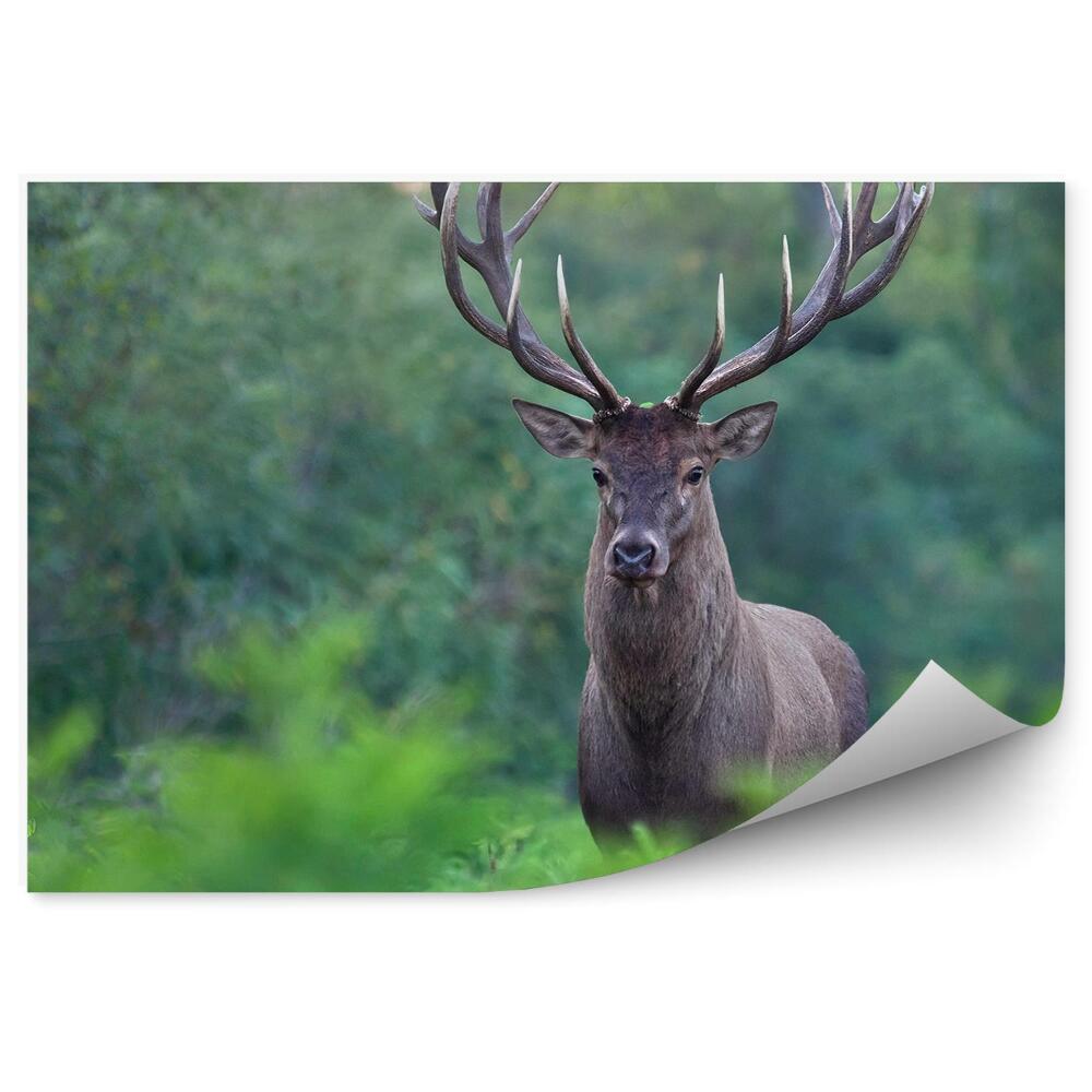 Öntapadós fotótapéta Szarvas a háttérben egy zöld erdő