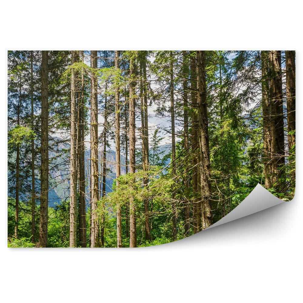 Öntapadós fotótapéta Karácsonyfák zöld természet a háttérben a hegyek