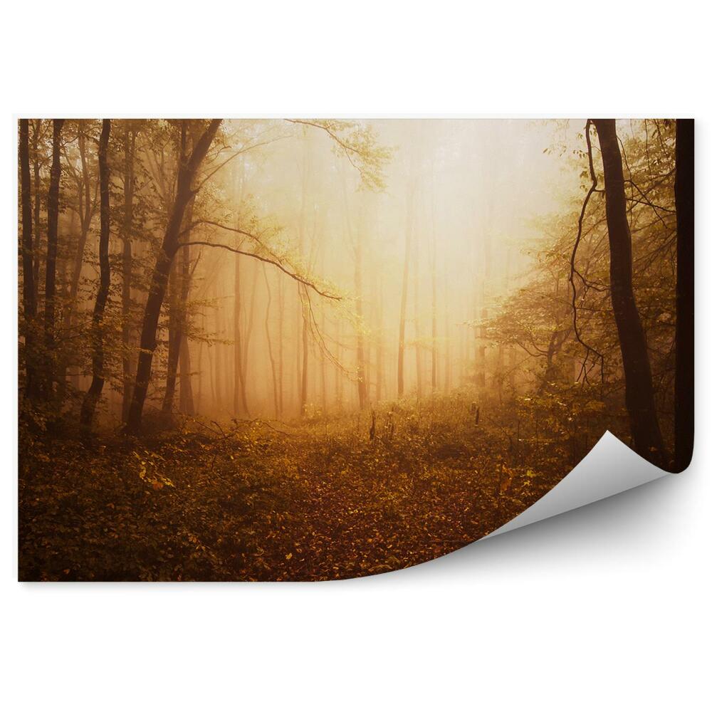 Öntapadó fotótapéta Erdei fák levelek naplemente