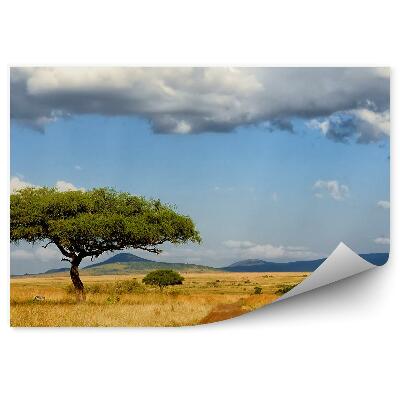 Öntapadó fotótapéta Zebra fák út fű szavanna égbolt felhők