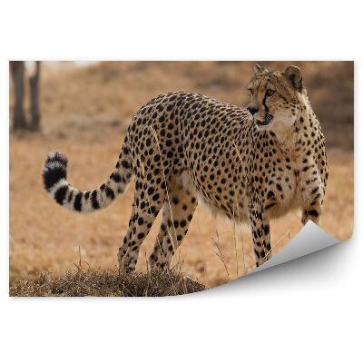 Modern fotótapéta Gepárd a szavanna fű között
