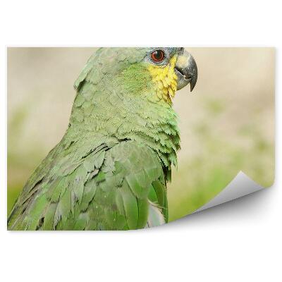 Modern fotótapéta Zöld papagáj