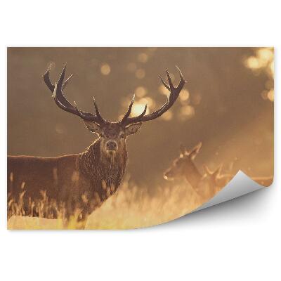 Öntapadó fotótapéta Szarvas a réten reggel