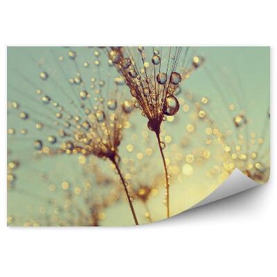 Fotótapéta Gyermekláncfű vízcseppek